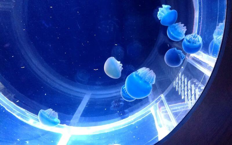 京都水族館,クラゲ